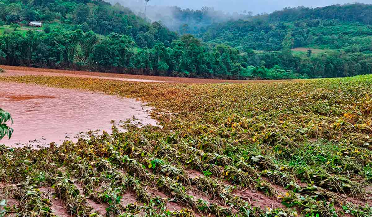 Os danos mais significativos foram registrados em soja, arroz e feijão 2ª safra - Foto: Luan da Costa