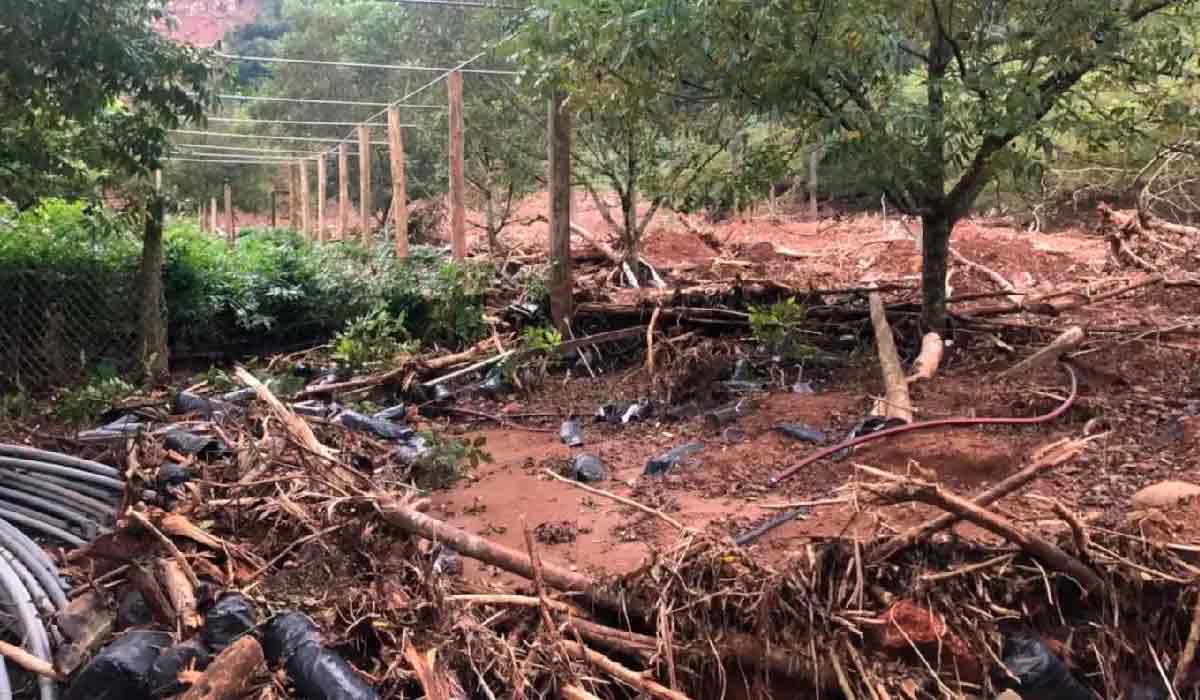 Safra de pecã não deve chegar a 1,5 mil toneladas após enchentes — Foto: IBPecan