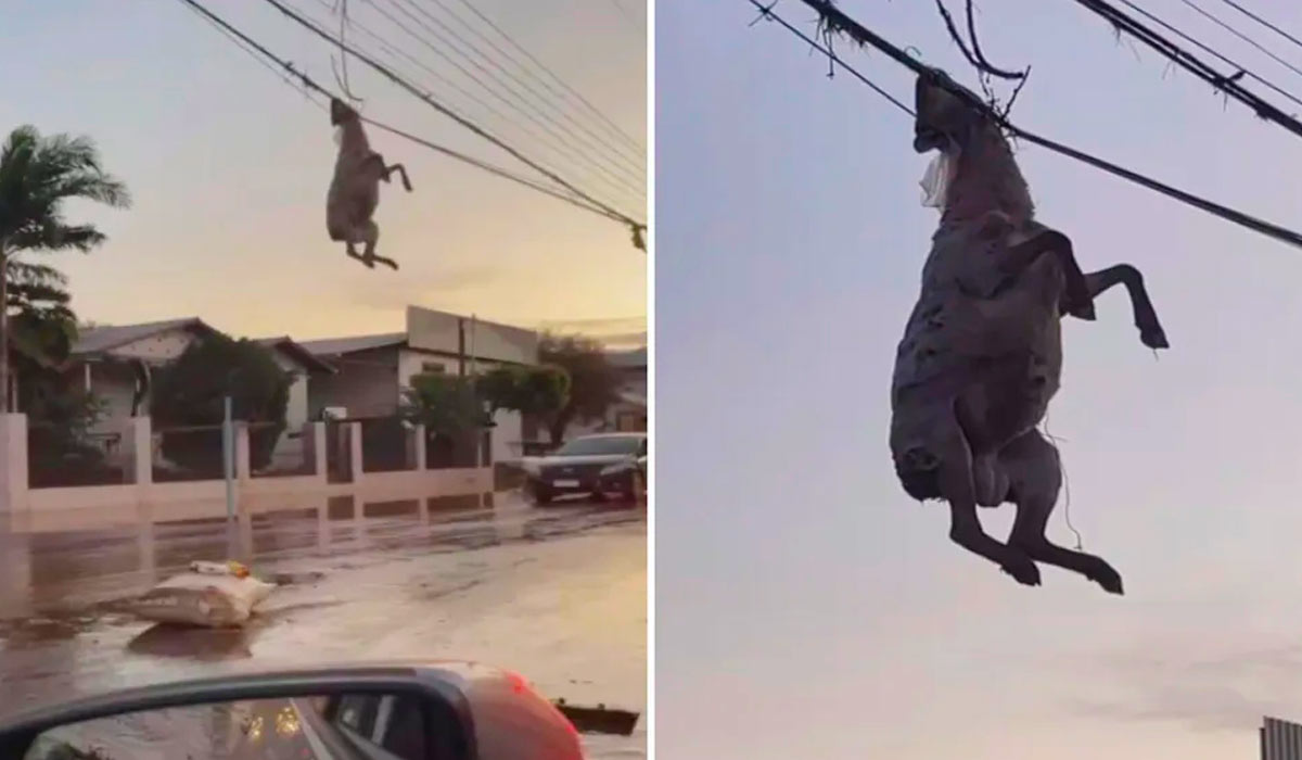 Ovelha fica pendurada em fiação elétrica após passagem de ciclone pela cidade de Muçum