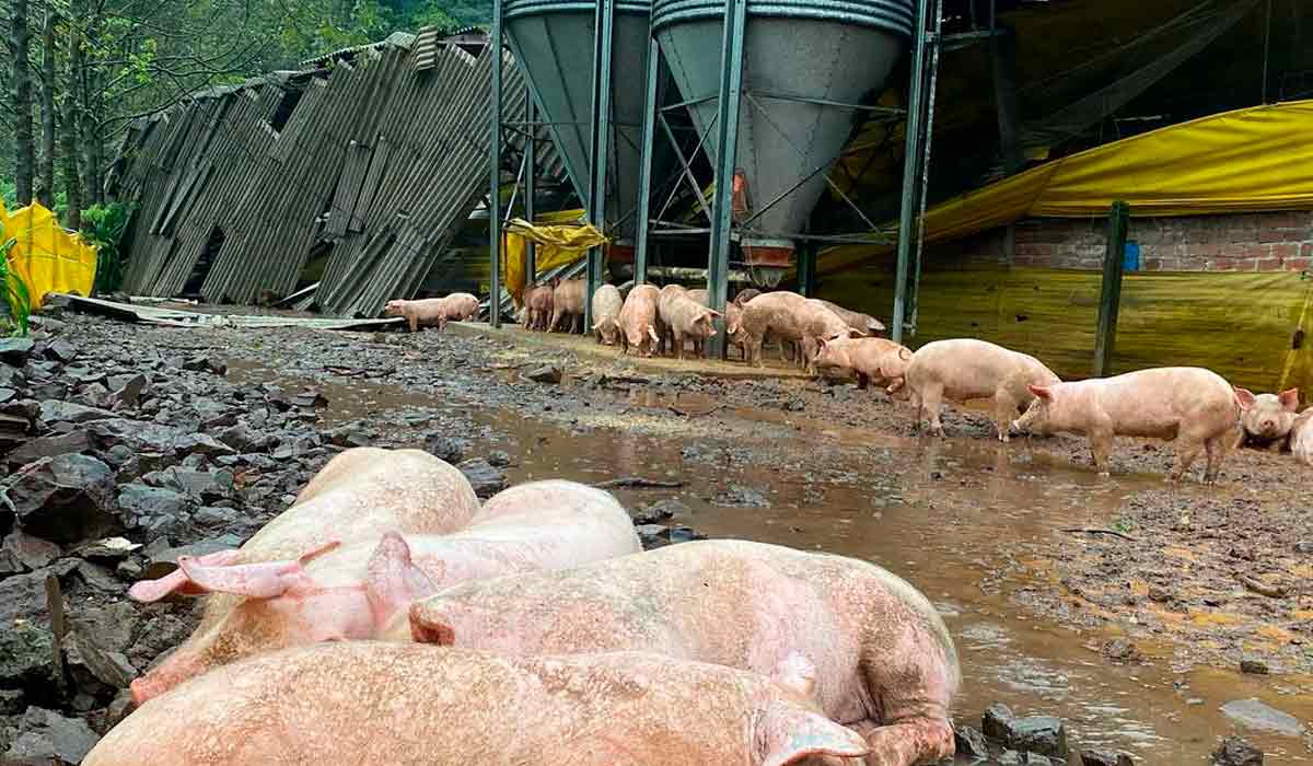 Suínos sofrem com granjas alagadas ou derrubadas pelas chuvas no RS - Foto: Prefeitura de Tupandi