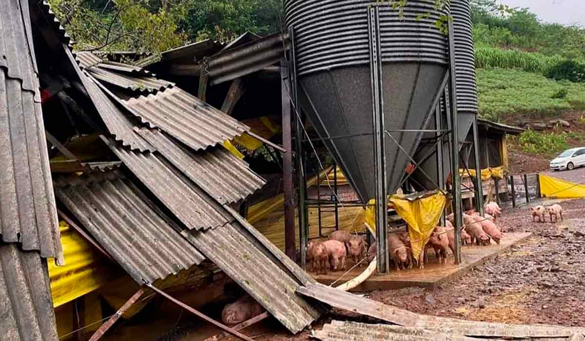 Em Tupandi/RS, uma granja teve sua estrutura comprometida e registrou a morte de animais depois de ser atingida pela enchente. Foto: Prefeitura de Tupandi/RS