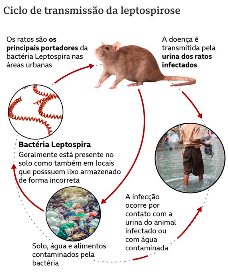 Ciclo de transmissão da leptospirose - Fonte: Ministério da Saúde