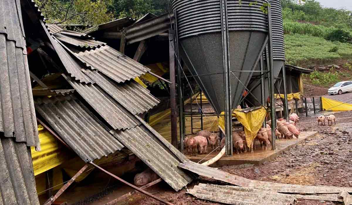 Granja de suínos afetada pela chuva