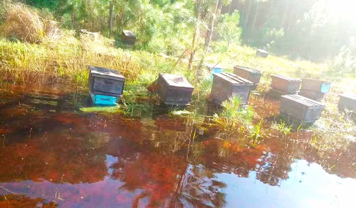 Entre 35 mil e 50 mil colmeias foram destruídas pelas chuvas no RS, estima a Federação Apícola e de Meliponicultura do estado