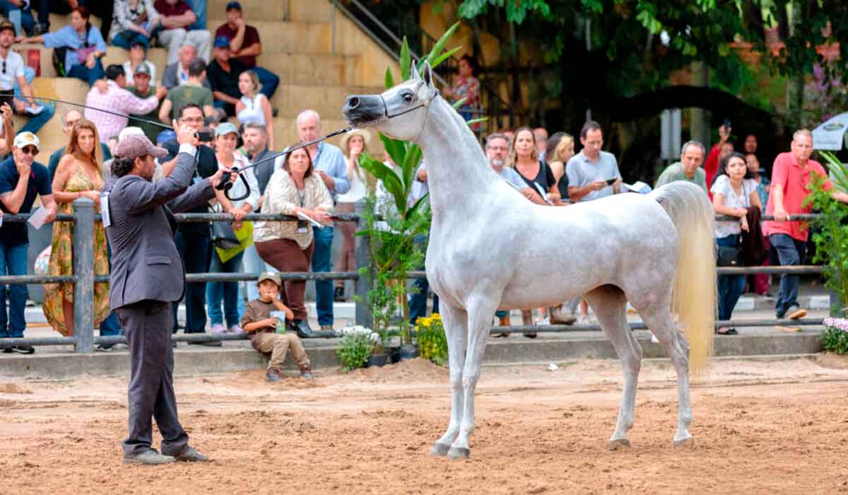 Animal na pista de julgamento na prova de halter