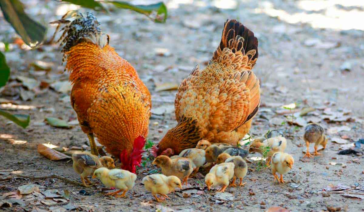 Aves criadas soltas