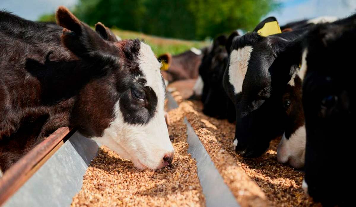 Produção de ração para bovinos de corte deve crescer no Brasil em 2024