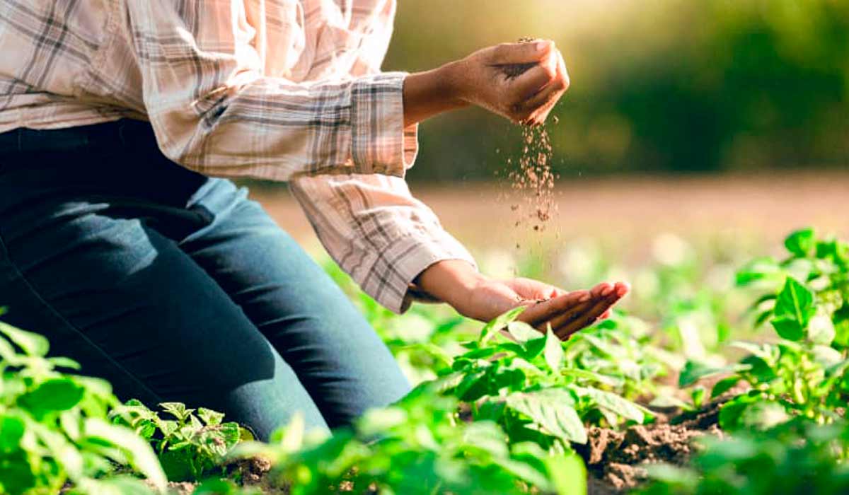 Agricultor com um punhado de solo nas mãos