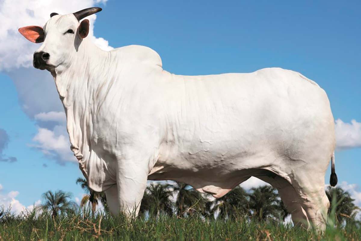 Vaca Dona está sendo leiloada por milhões na Expozebu