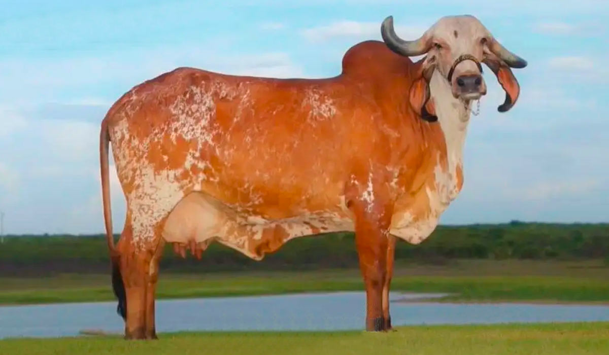 Vaca Gir Garba FIV Affu a campeã