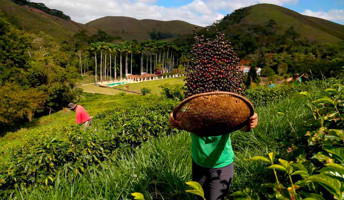 Trabalho no cafezal