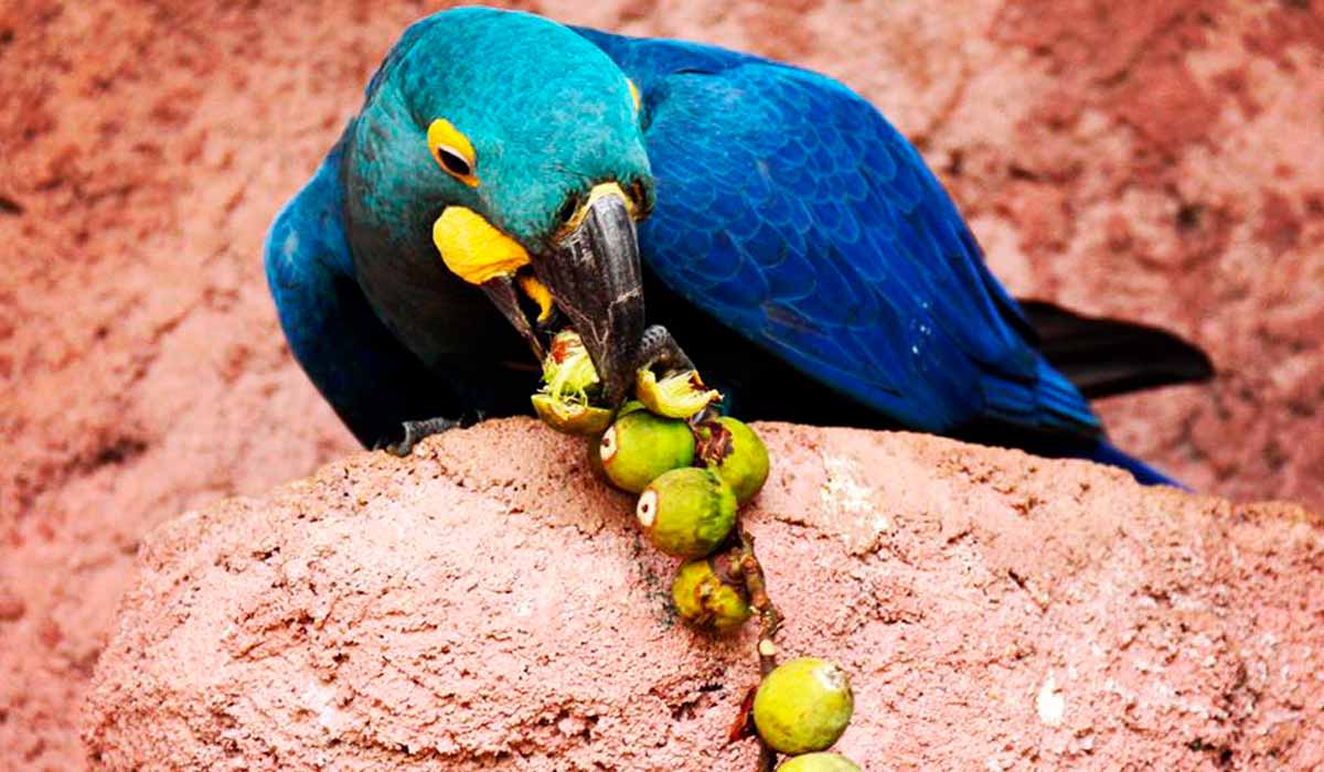 A alimentação a base de licuri(Syagrus coronata)