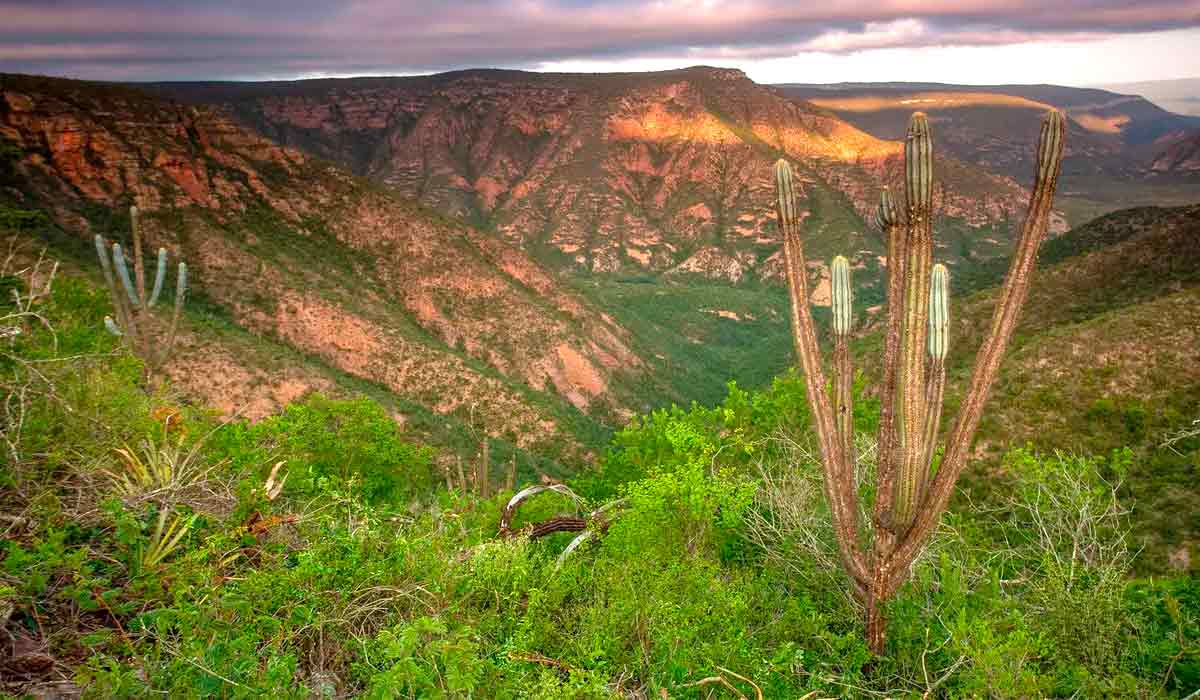 A Área de Proteção Ambiental e o Parque Nacional do Boqueirão da Onça. Vários exemplares já foram reintroduzidos nessa área - Foto: João Marcos Rosa