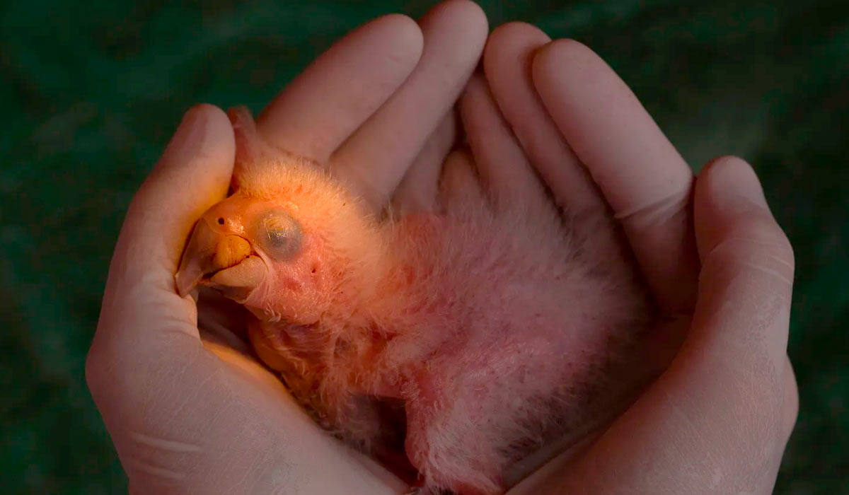 A bióloga Erica Pacífico segura um filhote com cerca de dois dias de vida. O tempo de incubação das arara-azuis-de-lear é de cerca de quatro semanas. Até três ovos podem eclodir em um ninho, mas, geralmente, o filhote que nasce primeiro é o único que sobrevive, pois vence a competição por alimento com os mais jovens - Foto: João Marcos Rosa