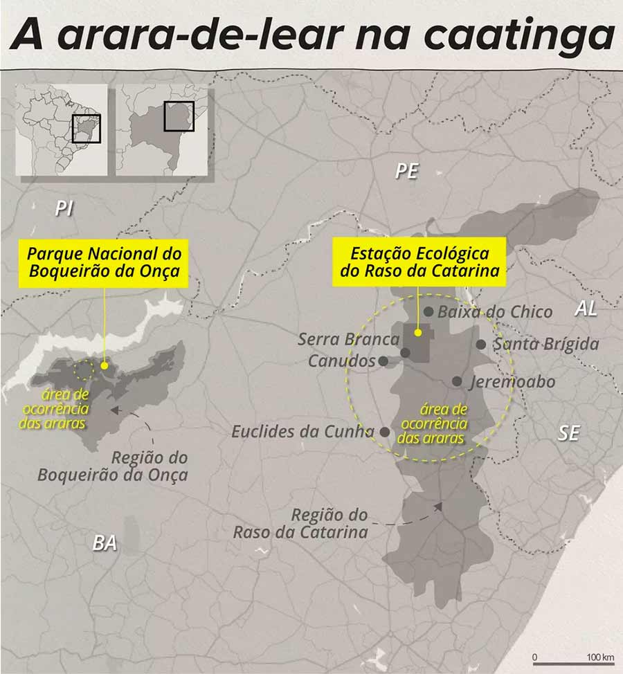 Locais de ocorrência da arara-de-lear na caatinga — Fonte: ICMBio; Infográfico: Igor Estrella