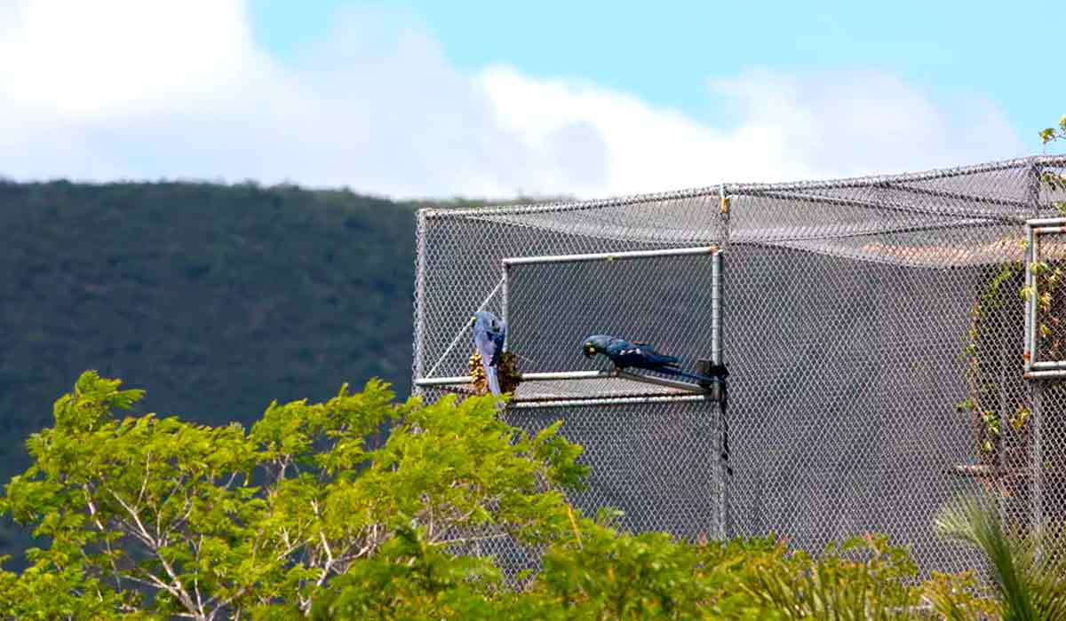 Viveiro construído no Boqueirão da Onça para ambientar araras-azuis-de-lear criadas em cativeiro antes de serem soltas na natureza - Foto: Marcelo Brandt