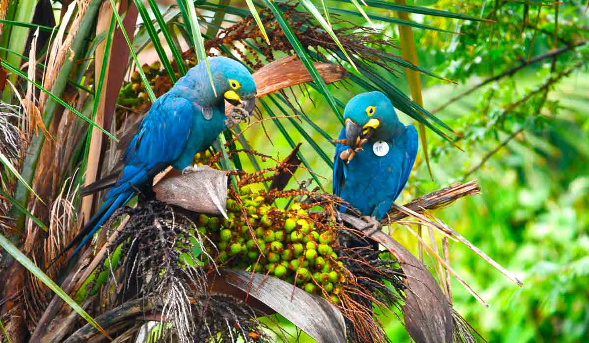 Araras-azuis-de-lear em um licurizeiro, a palmeira que dá o licuri, um coquinho que cresce aos cachos nestas árvores. O alimento é a principal fonte de nutriente destas aves - Foto: Marcelo Brandt