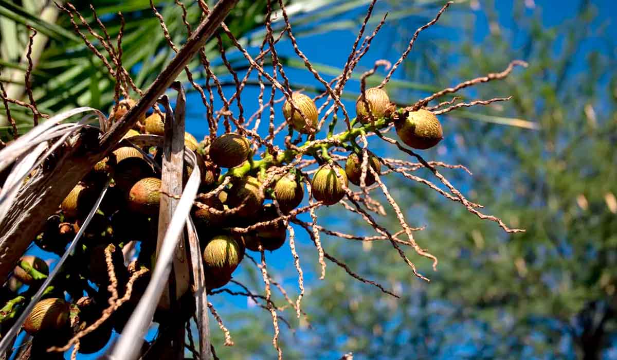 Licuri, coco que cresce aos cachos em palmeiras do sertão da Bahia, o alimento preferido da arara-de-lear - Foto: Marcelo Brandt