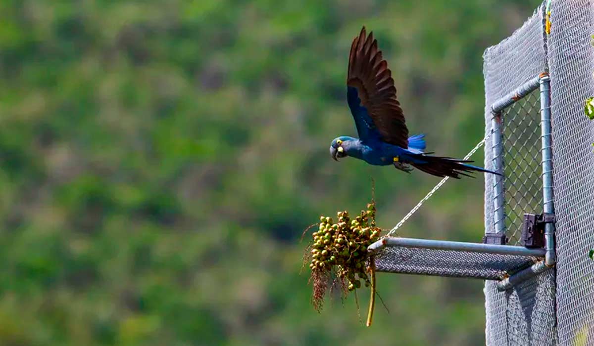 Uma arara-azul-de-lear ganha pela primeira vez a liberdade em sua terra de origem, a caatinga, saindo do recinto de ambientação, local onde passam por um período de adaptação ao clima local - Foto: João Marcos Rosa