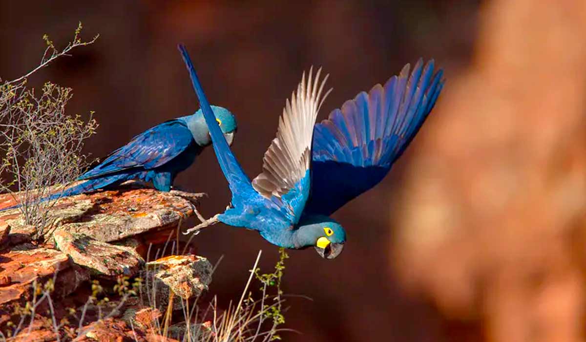 Casal de araras-azuis-de-lear na Estação Ecológica de Canudos, nordeste da Bahia - Foto: João Marcos Rosa