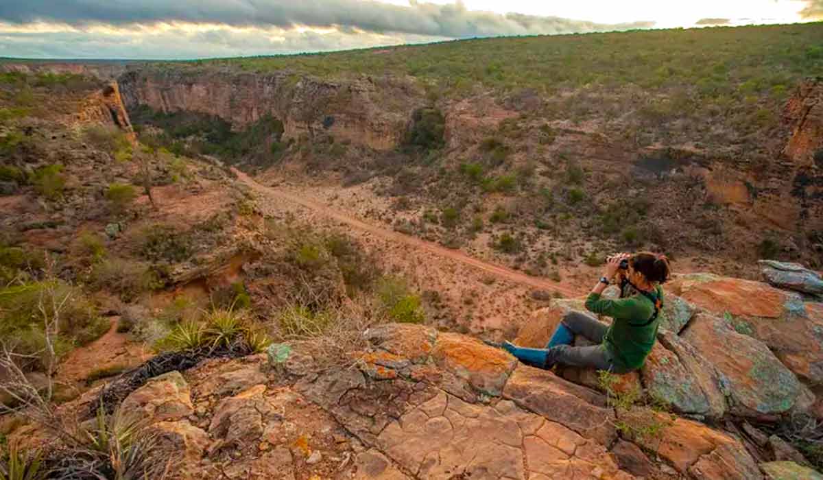 O observador só precisa se posicionar em cima dos paredões, onde as araras voam a uma altura abaixo dos seus olhos, com um lindo fundo vermelho das formações de arenito. Na localidade conhecida como Baixa do Chico, dentro da Terra Indígena Brejo do Burgo, do povo pankararé, A bióloga Erica Pacífico monitora ninhos de araras-azuis-de-lear que voltaram a utilizar a região nos últimos anos - Foto: João Marcos Rosa