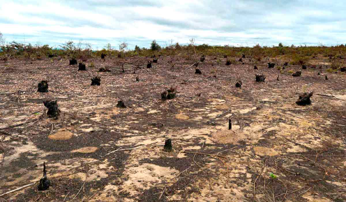 Imagens de satélite mostram que a Caatinga passou por um profundo processo de transformação entre 1985 e 2021. O bioma perdeu mais de 10% da sua vegetação nesse período