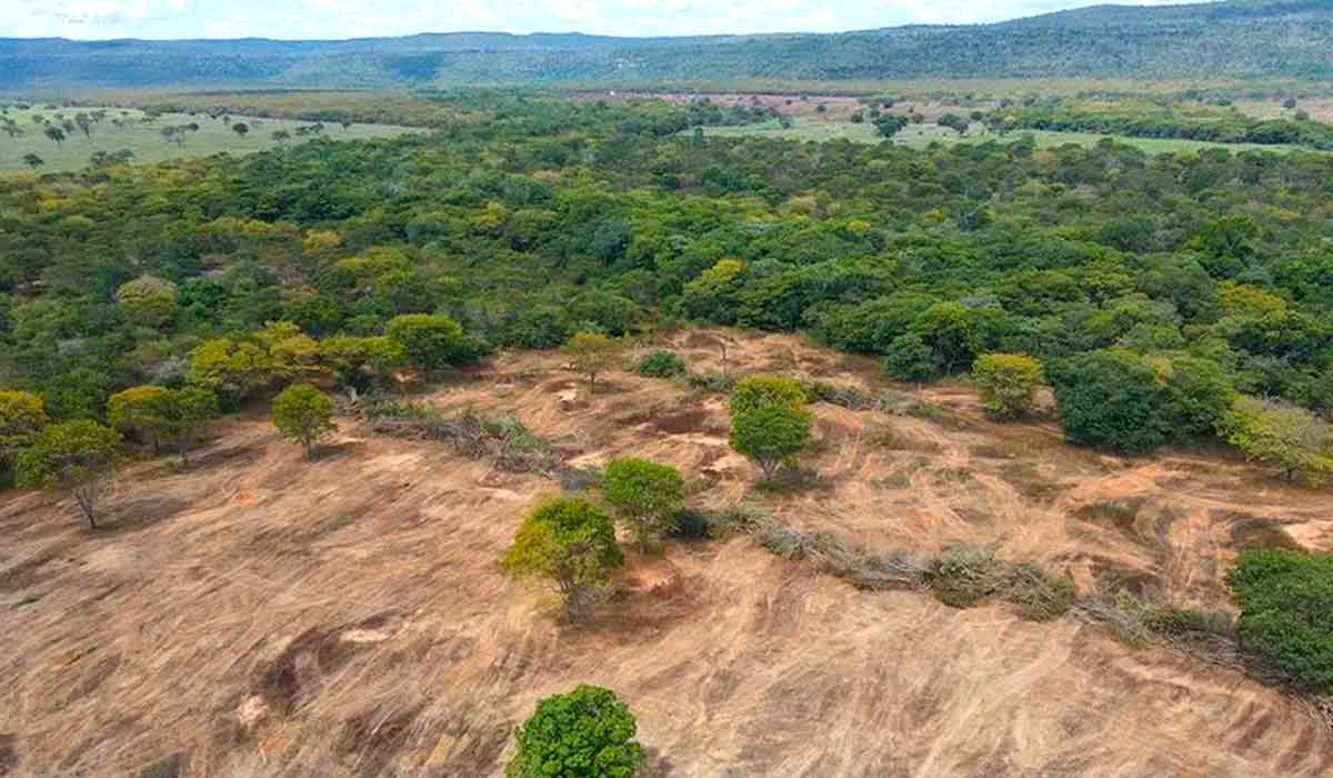 Caatinga desmatada ilegalmente na Bahia - Foto: Ibama