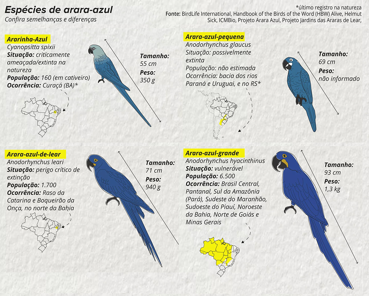 As diferentes espécies de araras azuis que ocorrem no Brasil - Infgráfico: G1