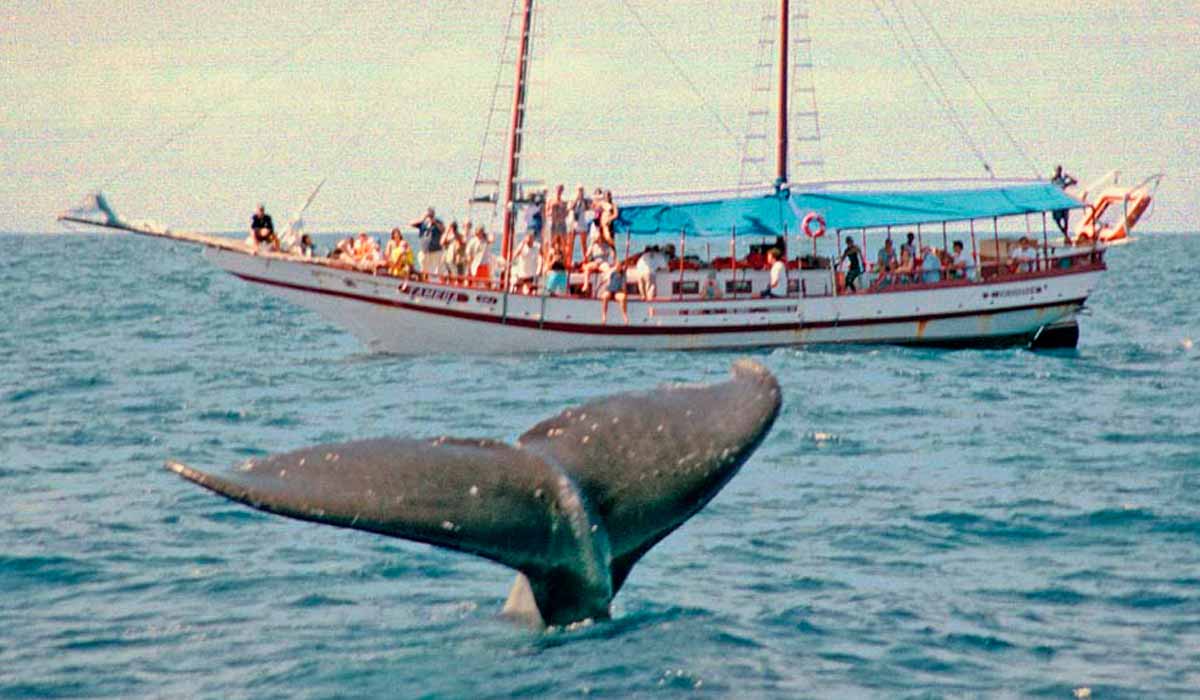 Baleia jubarte sendo observada por grupo de turistas embarcados