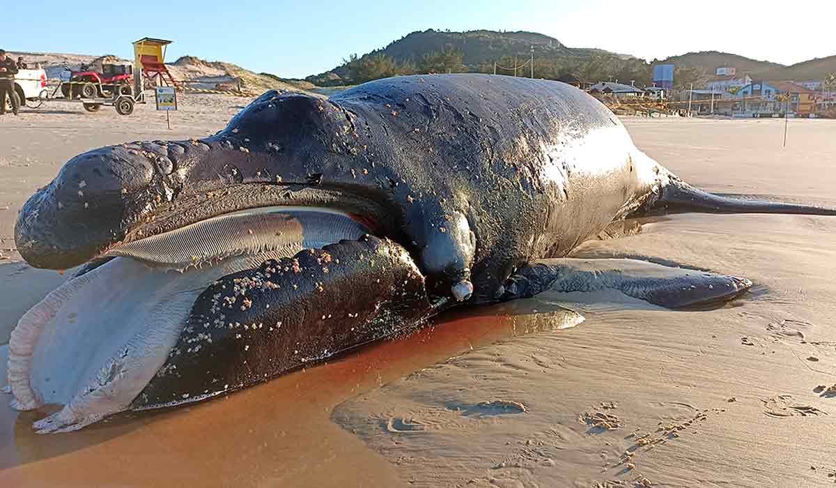 Baleia franca encalhada