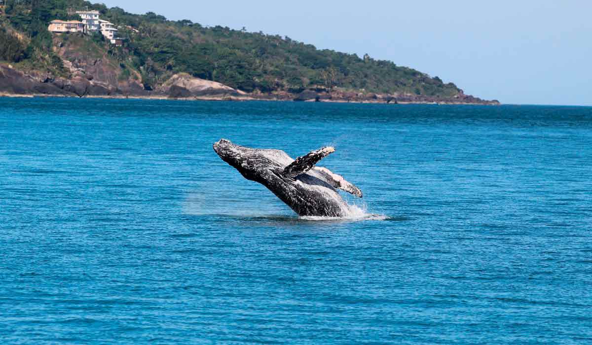 Jubarte saltando no litoral de Ubatuba, SP - Foto: Instituto Argonauta