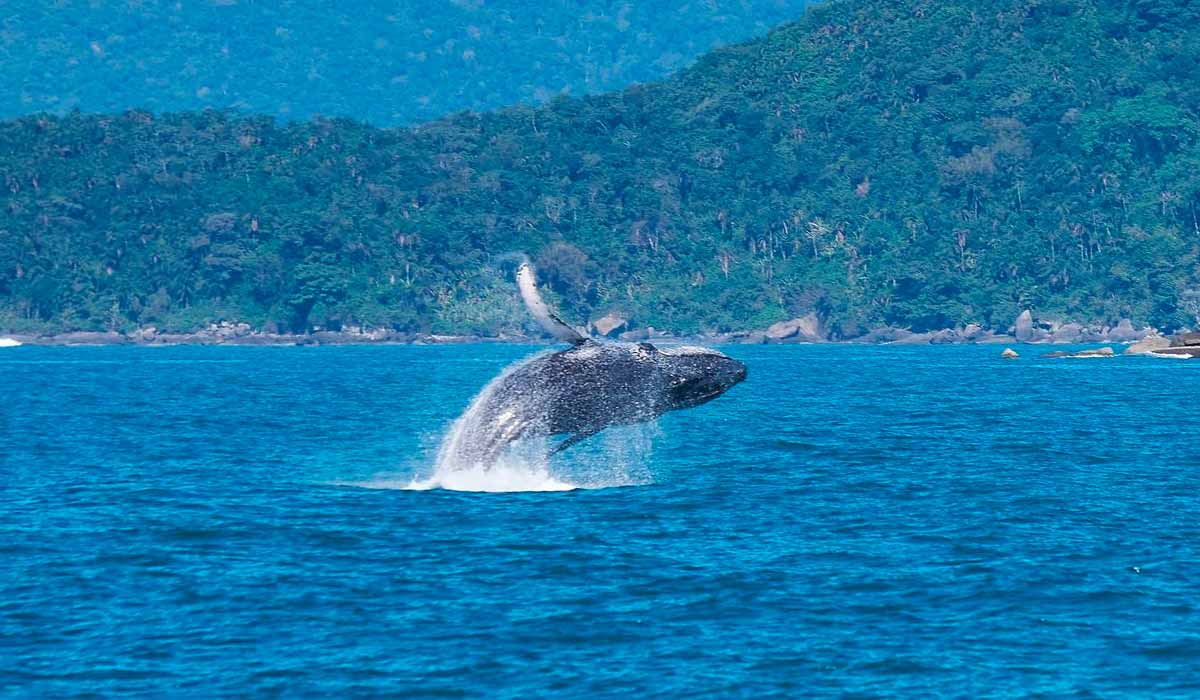 Jubarte no litoral de Ilhabela, SP