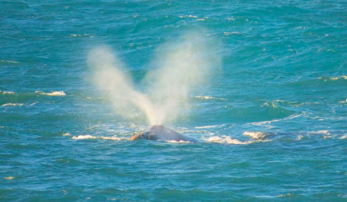 O esguicho em V da baleia franca no litoral de SC