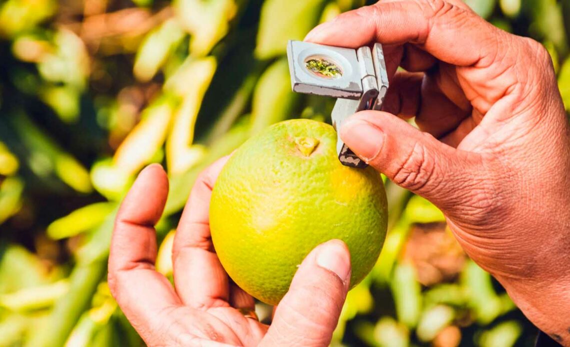 Técnico examinando um fruto