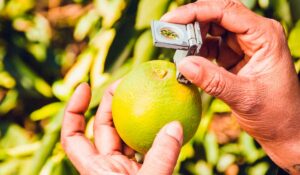 Técnico examinando um fruto