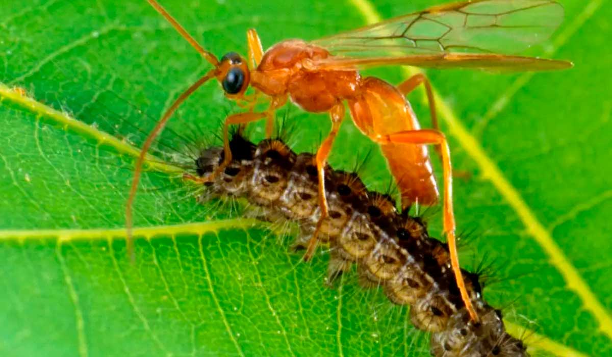 Vespa Aleiodes indiscretus parasitando uma lagarta