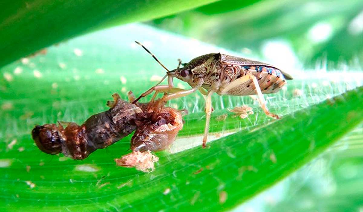 Percevejo Podisus (Podisus nigrispinus) predando lagarta-do-cartucho do milho (Spodoptera frugiperda)