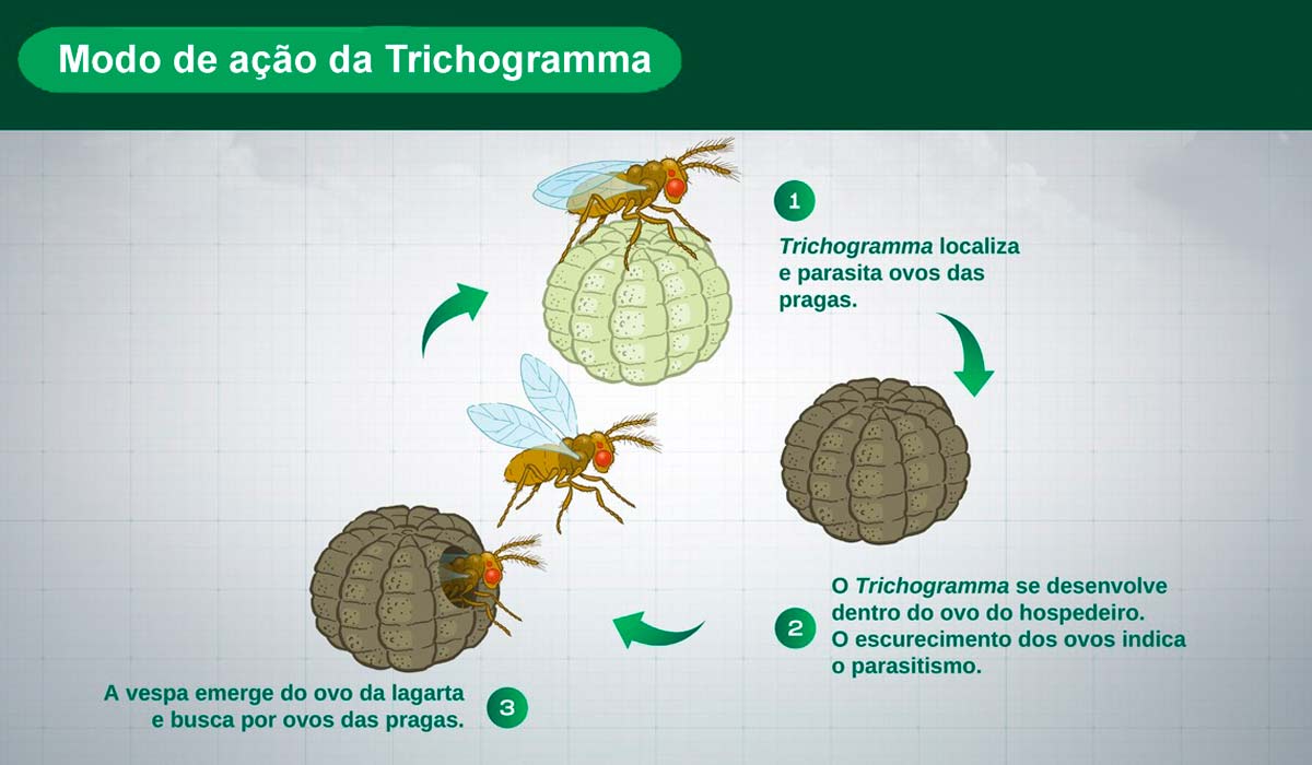 Modo de ação da vespa Trichogramma spp. - Fonte: Koppert