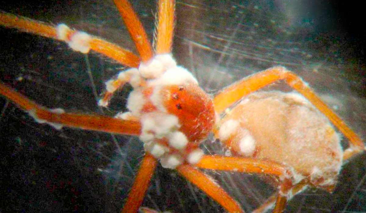 Aranha marrom (Loxosceles sp.), causadora de milhares de acidentes no Brasil e no mundo, sendo controlada biologicamente pelo fungo Metarhizium anisopliae