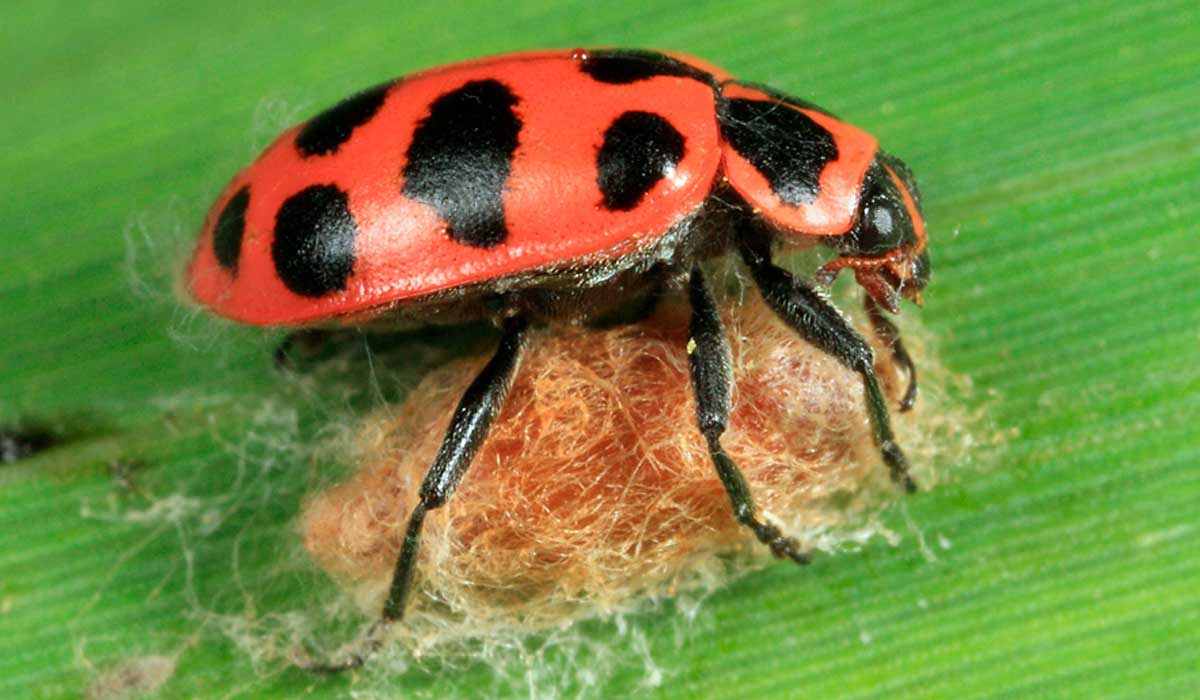 Joanihha da espécie Coleomegilla maculata predando um casulo de vespa