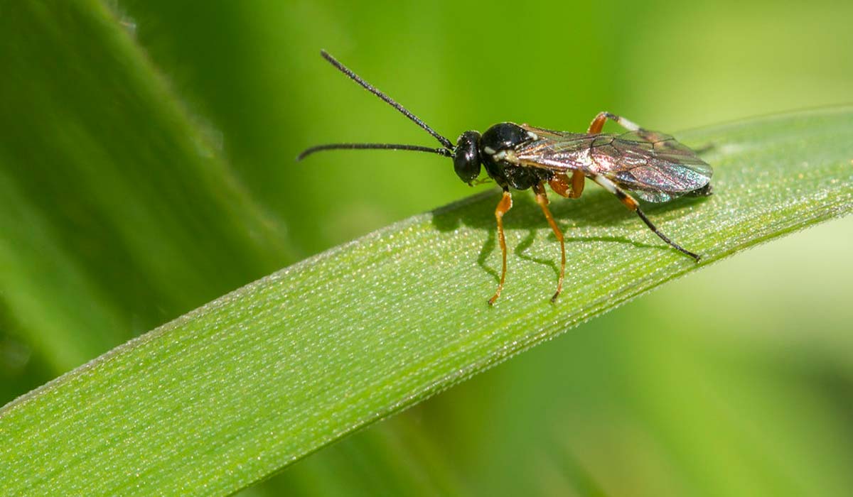 Vespa Cotesia congregata