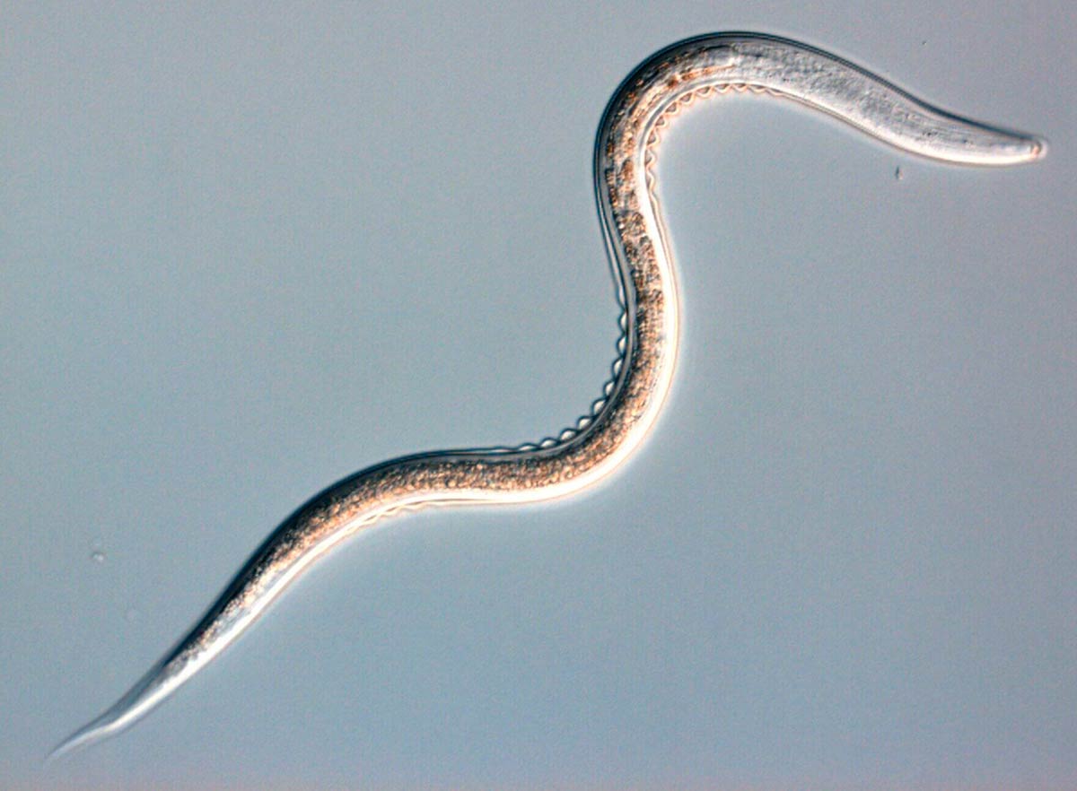 Nematoide Heterorhabditis bacteriophora