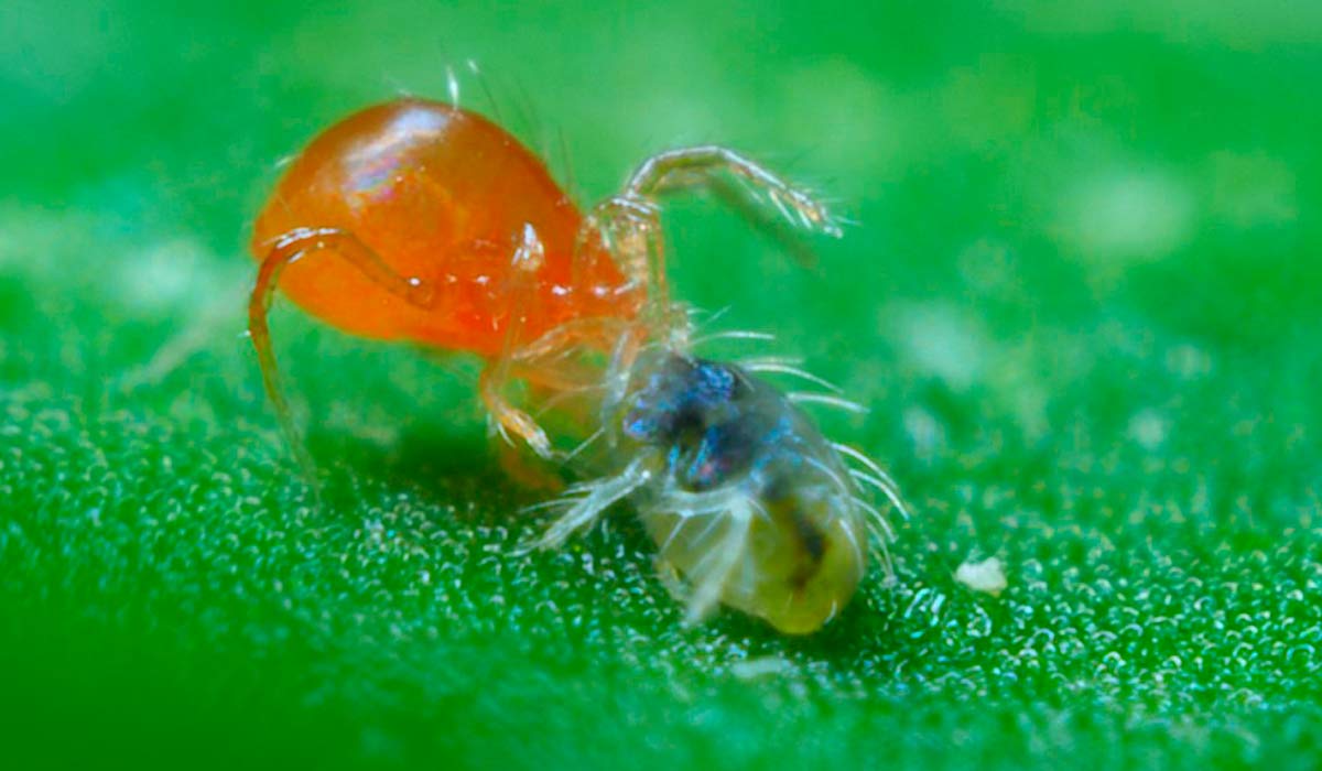 Percevejo Phytoseiulus persimilis em ação