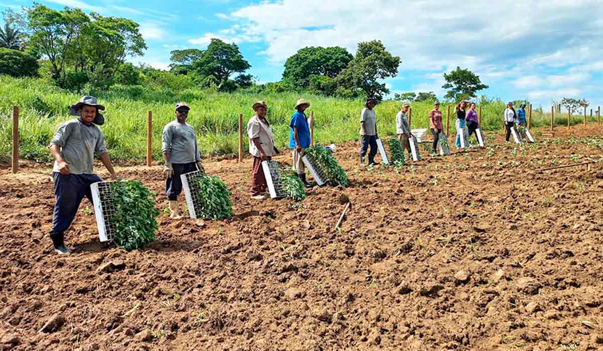 Equipe de campo com as mudas para plantio - Foto: Ednaldo Araújo