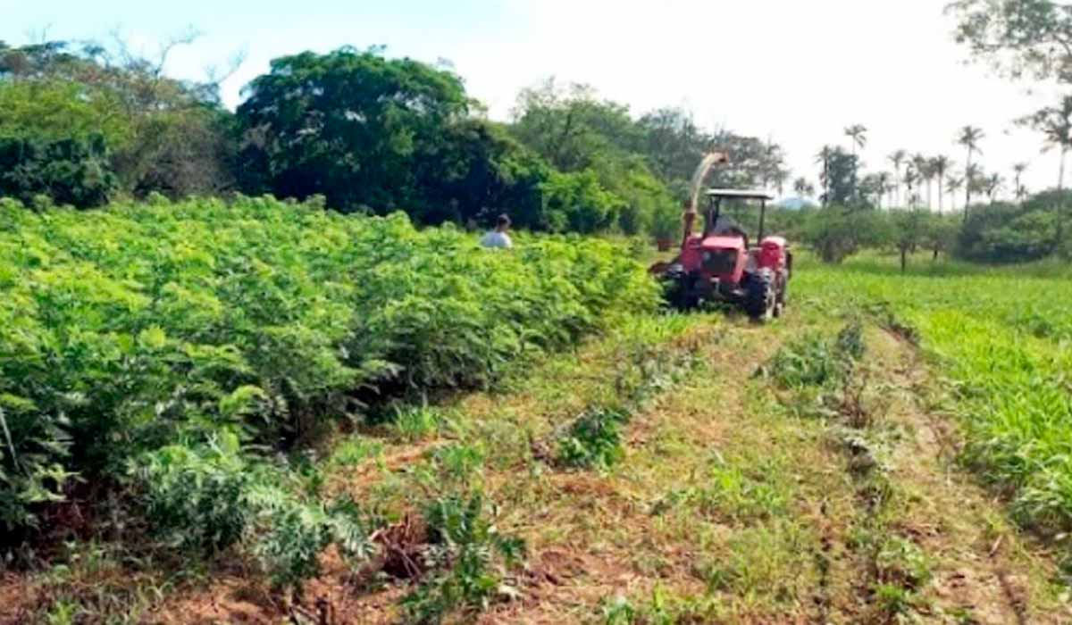 Tolerante à poda, a gliricídia pode ser utilizada também como mourão vivo, para produção de madeira, lenha, tutor vivo para culturas agrícolas - Foto: Ednaldo Araújo