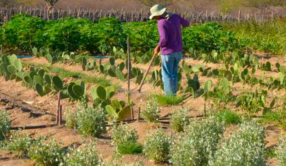 Agricultura familiar