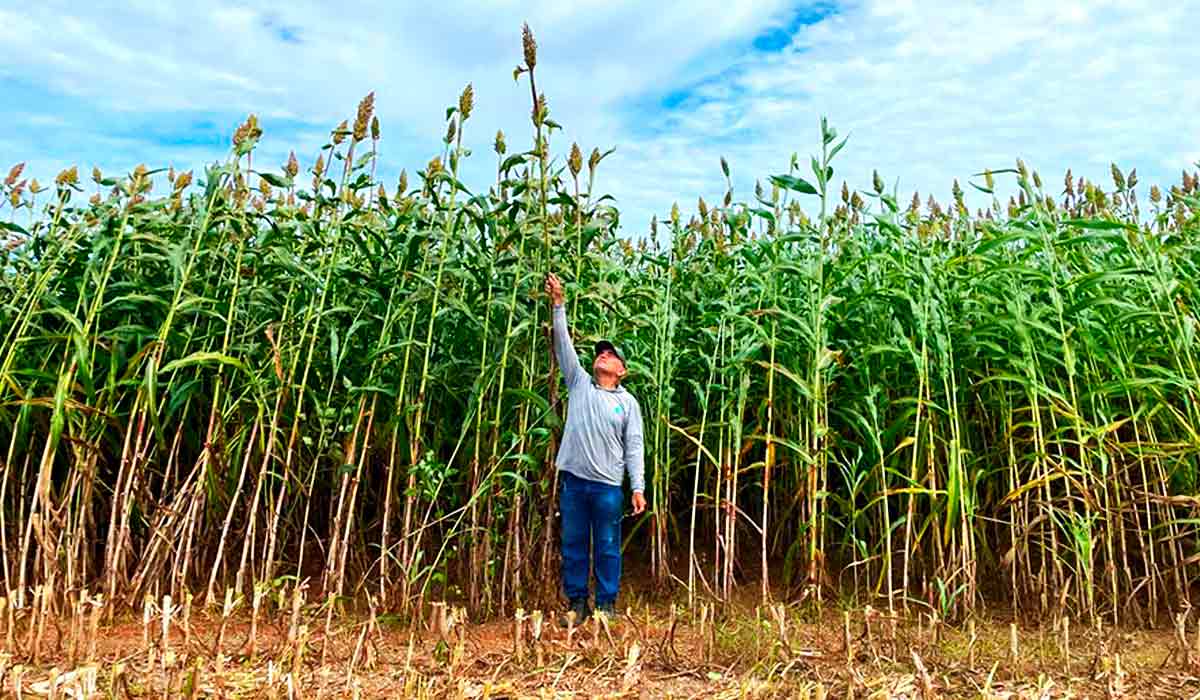 A nova cultivar foi criada especialmente para sistemas de produção de silagem com baixo custo - Foto: Gran Safra