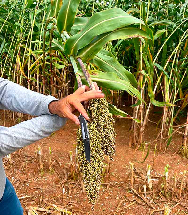 O sorgo BRS 661 apresenta boa uniformidade no desenvolvimento das panículas, o que favorece a determinação do ponto da ensilagem, contribuindo para a qualidade do produto final - Foto: Gran Safra