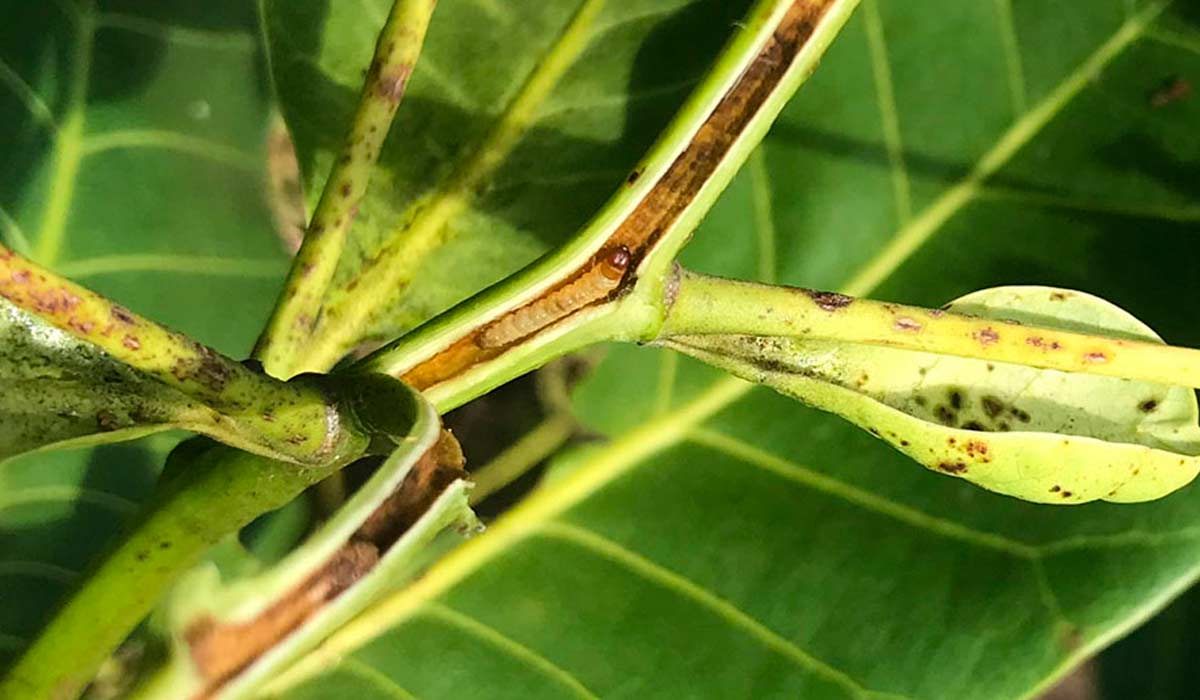 A larva em ação