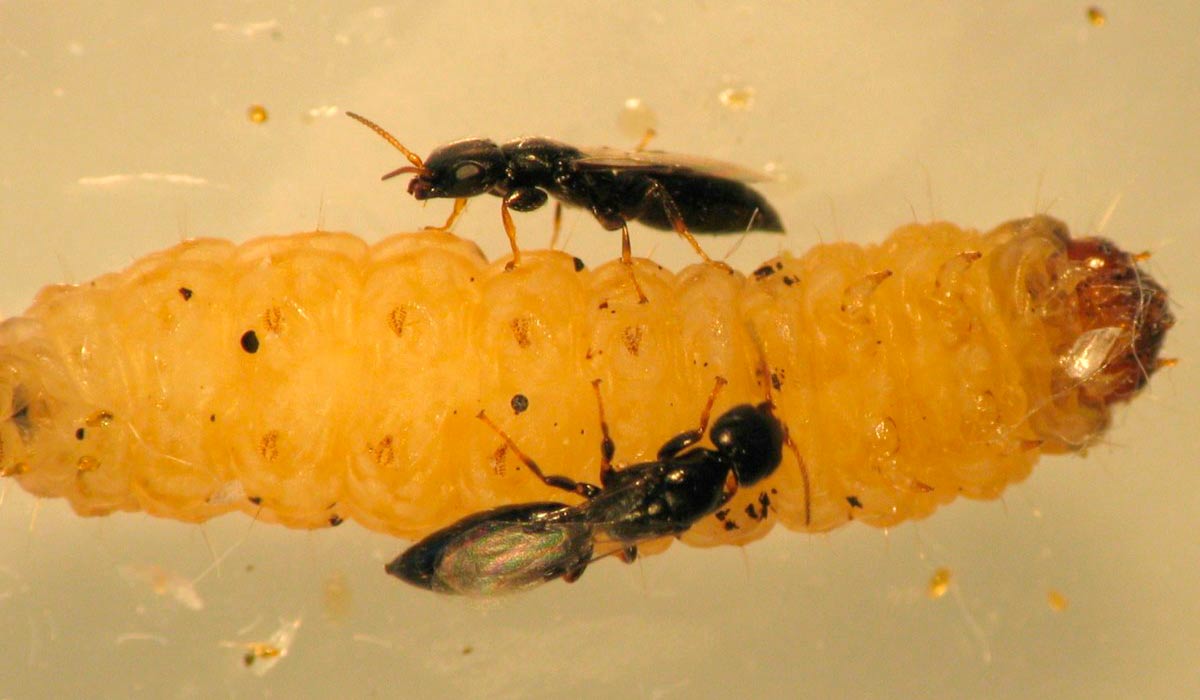 A vespa Goniozus legneri parasitando uma larva da broca-das-pontas do cajueiro (Anthistarcha binocularis)